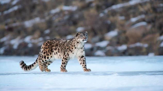 ১৫ বছরের লড়াই ও ১০০০ ফুটের গভীরতা: এশিয়ার সর্বোচ্চ চিচাম ব্রিজের নেপথ্যে থাকা অজানা ইতিহাস 3 Snow Leopard